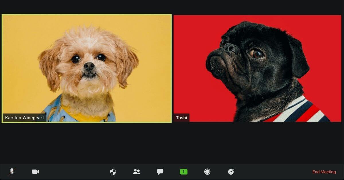 two dogs on a zoom call
