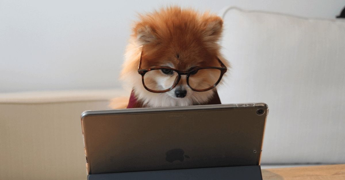 dog wearing glasses sat at a i-pad